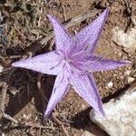 Colchicum variegatum Cvet