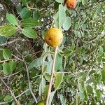 Ziziphus lotus Fruto