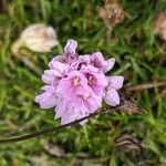 Armeria maritimaFlower