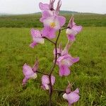 Eulophia cucullata Flor
