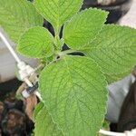 Coleus barbatus Leht