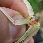 Camaridium ctenostachys Otro