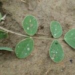 Hedysarum coronarium Leaf