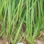 Carex digitata Листок