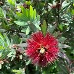 Callistemon citrinusBlüte