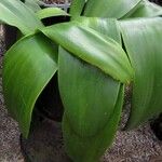 Haemanthus coccineus पत्ता