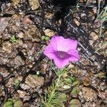 Ipomoea capillacea Hábito