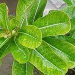 Adenium multiflorum Лист