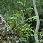 Acacia koaia Leaf