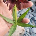 Fritillaria camschatcensis Blad