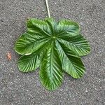 Cecropia schreberiana Hoja