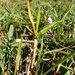 Ipomoea triloba পাতা