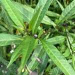 Solanum nudum Leaf