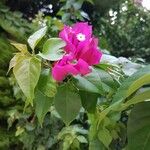 Bougainvillea glabra 花