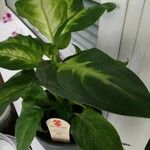 Dieffenbachia seguineLeaf