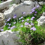 Globularia cordifolia Habit