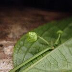 Erythrococca molleri Fruto