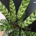 Calathea lancifolia Hoja