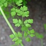 Adlumia fungosa Leaf