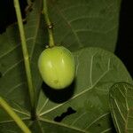 Jatropha curcas Gyümölcs