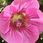 Anisodontea capensis Flower