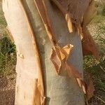 Cyphostemma currorii Ŝelo