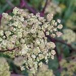 Xanthoselinum alsaticum Fleur