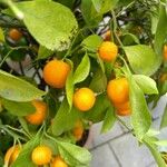 Citrus japonica Ffrwyth