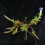 Gentiana obconica Агульны выгляд