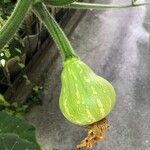 Cucurbita moschata Gyümölcs