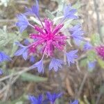 Centaurea depressa പുഷ്പം