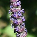 Nepeta tuberosa Цветок