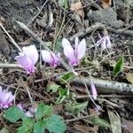 Cyclamen hederifolium 花