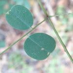 Machaerium lunatum Leaf