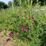 Medicago sativa Fiore
