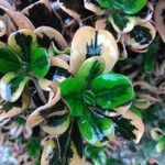 Coprosma repens List