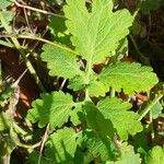 Chelidonium majus Leaf