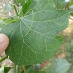 Sechium edule Φύλλο