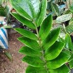 Zamioculcas zamiifolia Blatt