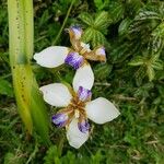 Trimezia northiana Flower