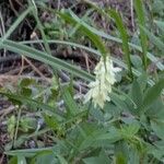 Hedysarum sulphurescens Çiçek