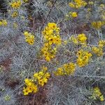 Senna artemisioides Blüte