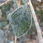 Cotoneaster pannosus Feuille