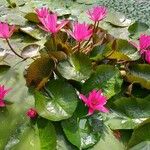 Nymphaea rubra Habit
