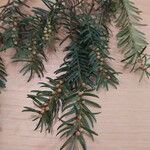 Taxus baccata 叶