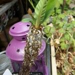 Euphorbia hislopii Habit