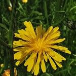 Crepis biennis Blüte