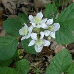 Rubus canescens 花