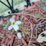 Cosmos parviflorus Flower