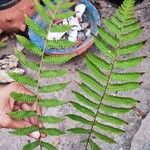 Thelypteris dentata Leaf